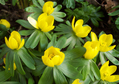 Eranthis hyemalis = the Winter Aconite